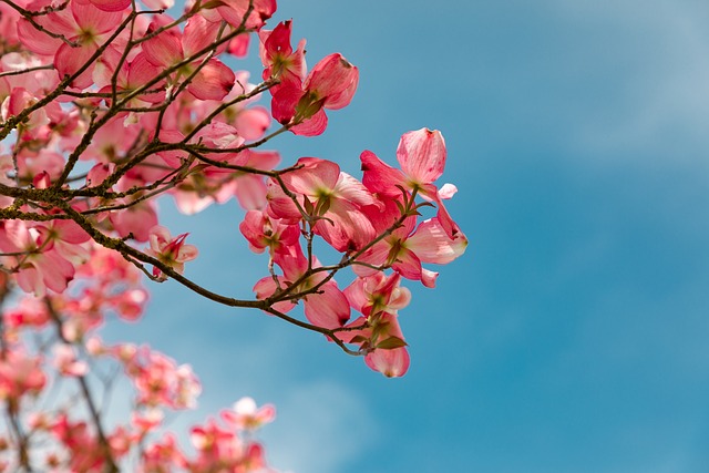 青空の下の花