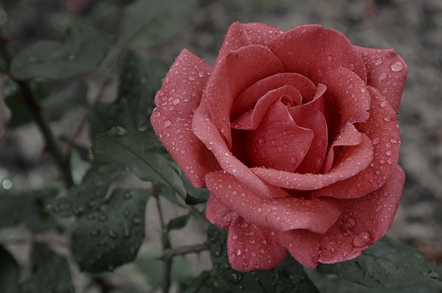 雨に濡れた薔薇