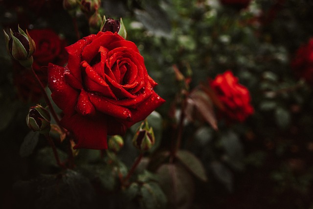 雨に濡れた赤い薔薇