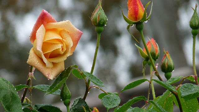 雨に濡れたオレンジの薔薇